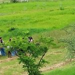 Explorando la diversidad vegetal en el campus de la Universidad Nacional de Formosa